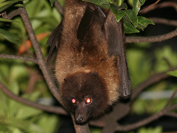 夜に見られる生きものたち 浦添城跡周辺