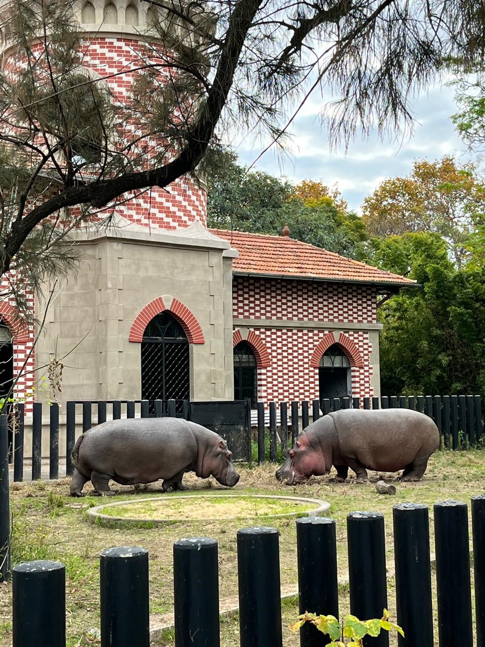 Buenos Aires Eco Park Hippos
