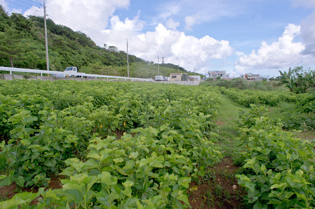 島桑栽培