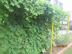 IMG_2080