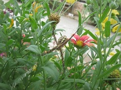 IMG_1906