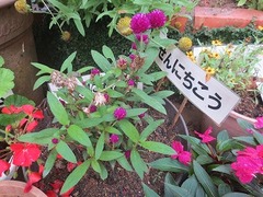 IMG_1703