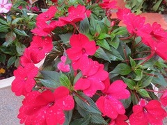 IMG_1704