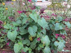 IMG_1706