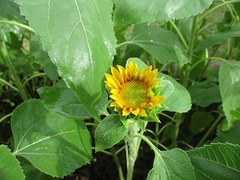IMG_0871