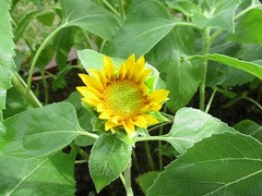 IMG_0872