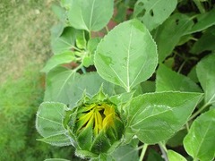 IMG_0873