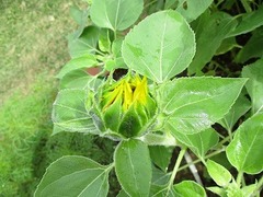 IMG_0874