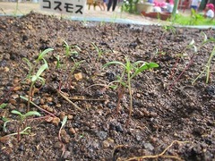 IMG_0770