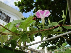 IMG_4401