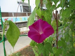 IMG_4402