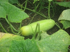 IMG_0995