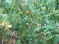 IMG_1000