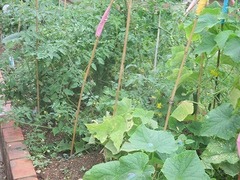 IMG_1003