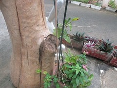 IMG_1007