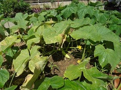 DSC01668