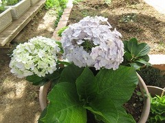 IMG_0936