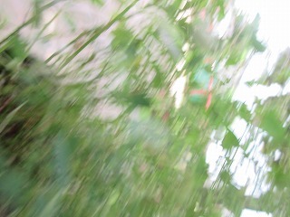 IMG_3435