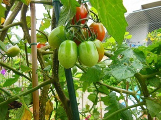 DSCN7220