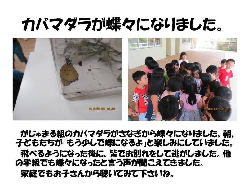 カバマダラ