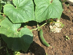 IMG_0635[1]