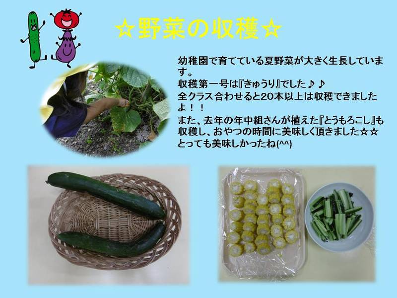野菜の収穫☆