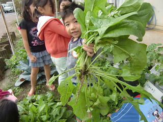 ほうれん草２