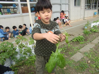 ほうれん草３