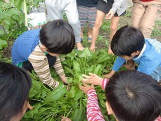 ほうれん草４