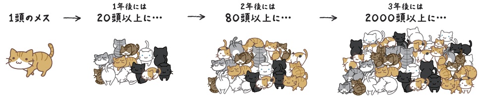 TNR1